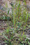 Variableleaf sunflower